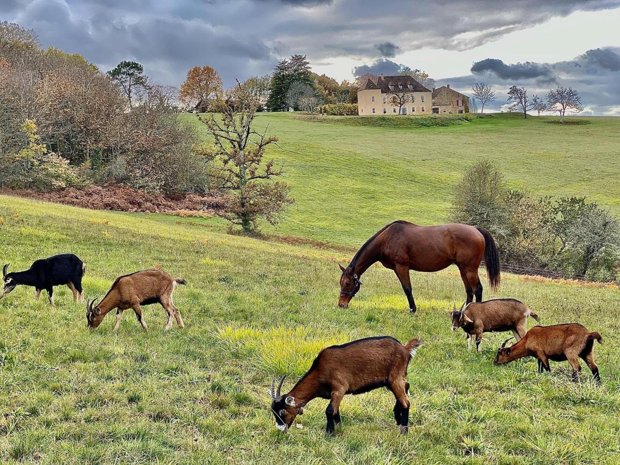 Domaine De Cazal - Gite 2 Pers Avec Piscine Au Coeur De 26 Hectares De Nature Preservee Villa Saint-Cyprien  Dış mekan fotoğraf